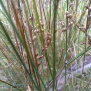 Juncus sp. at Cooma, NSW - 13 Sep 2022 02:21 PM