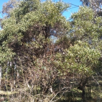 Acacia melanoxylon (Blackwood) at Steeple Flat, NSW - 13 Sep 2022 by mahargiani