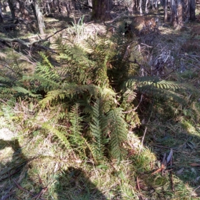 Polystichum proliferum (Mother Shield Fern) at Steeple Flat, NSW - 12 Sep 2022 by mahargiani