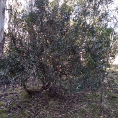 Unidentified Snake at Steeple Flat, NSW - 12 Sep 2022 by mahargiani