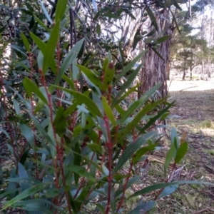 Persoonia silvatica at Steeple Flat, NSW - 13 Sep 2022 09:10 AM