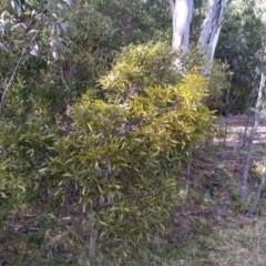 Acacia melanoxylon (Blackwood) at Steeple Flat, NSW - 13 Sep 2022 by mahargiani