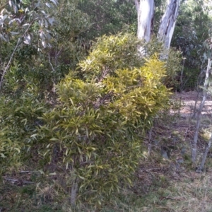 Acacia melanoxylon at Steeple Flat, NSW - 13 Sep 2022