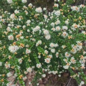 Leionema lamprophyllum subsp. obovatum at Uriarra Village, ACT - 7 Sep 2022