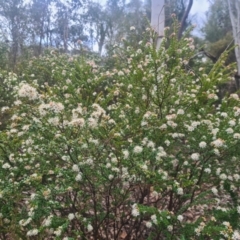 Leionema lamprophyllum subsp. obovatum at Uriarra Village, ACT - 7 Sep 2022
