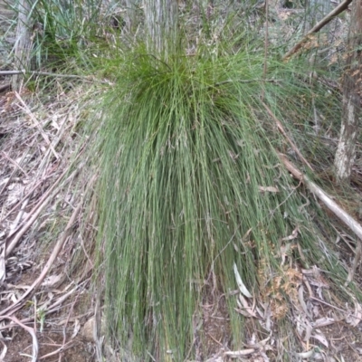 Xanthorrhoea sp. (Grass Tree) at Bemboka, NSW - 13 Sep 2022 by mahargiani