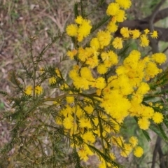 Acacia decurrens at Gundaroo, NSW - 13 Sep 2022