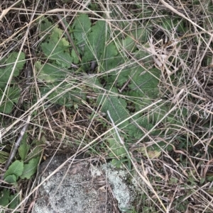 Salvia verbenaca var. verbenaca at Jerrabomberra, ACT - 18 Aug 2022