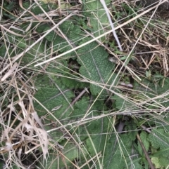 Salvia verbenaca var. verbenaca at Jerrabomberra, ACT - 18 Aug 2022 11:40 AM