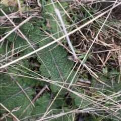 Salvia verbenaca var. verbenaca at Jerrabomberra, ACT - 18 Aug 2022