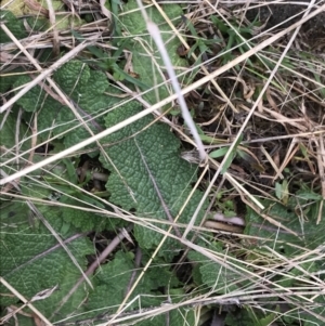 Salvia verbenaca var. verbenaca at Jerrabomberra, ACT - 18 Aug 2022 11:40 AM