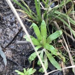 Epilobium ciliatum at O'Malley, ACT - 18 Aug 2022