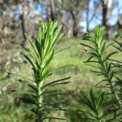 Cassinia aculeata subsp. aculeata (Dolly Bush, Common Cassinia, Dogwood) at Hawker, ACT - 13 Sep 2022 by sangio7