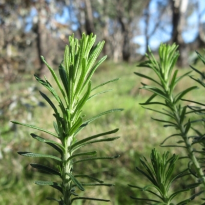 Cassinia aculeata subsp. aculeata (Dolly Bush, Common Cassinia, Dogwood) at Hawker, ACT - 12 Sep 2022 by sangio7