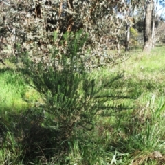 Cassinia aculeata subsp. aculeata at Hawker, ACT - 13 Sep 2022