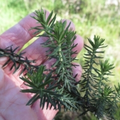 Cassinia aculeata subsp. aculeata at Hawker, ACT - 13 Sep 2022