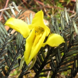 Diuris chryseopsis at Bonner, ACT - 12 Sep 2022