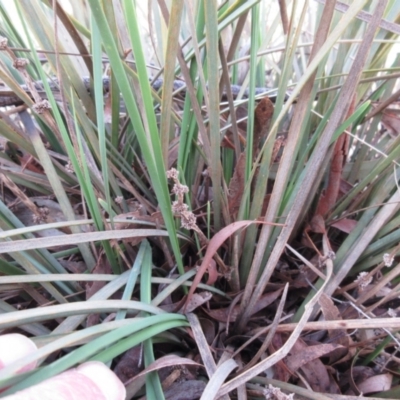 Lomandra multiflora (Many-flowered Matrush) at Weetangera, ACT - 12 Sep 2022 by sangio7