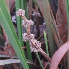 Lomandra multiflora at Weetangera, ACT - 13 Sep 2022 08:37 AM