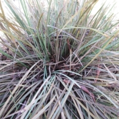 Lomandra multiflora at Weetangera, ACT - 13 Sep 2022 08:37 AM