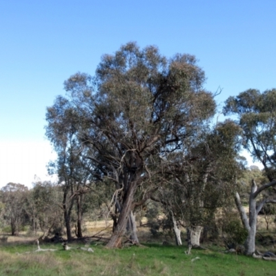 Eucalyptus bridgesiana (Apple Box) at The Pinnacle - 12 Sep 2022 by sangio7