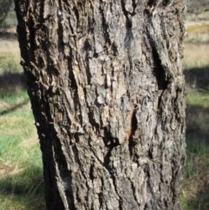 Eucalyptus bridgesiana at The Pinnacle - 13 Sep 2022