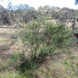 Cassinia quinquefaria at Weetangera, ACT - 13 Sep 2022