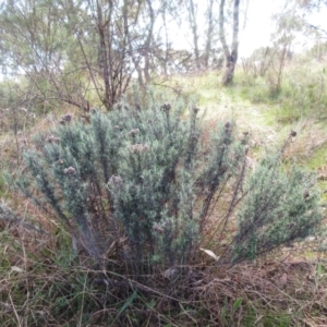 Chrysocephalum semipapposum at Weetangera, ACT - 13 Sep 2022