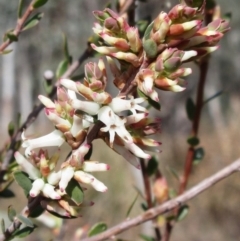 Brachyloma daphnoides (Daphne Heath) at Weetangera, ACT - 13 Sep 2022 by sangio7