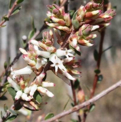 Brachyloma daphnoides (Daphne Heath) at Weetangera, ACT - 13 Sep 2022 by sangio7