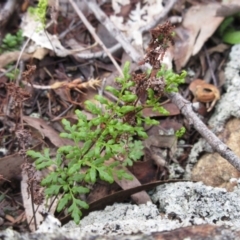 Cheilanthes sieberi (Rock Fern) at Weetangera, ACT - 12 Sep 2022 by sangio7