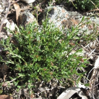 Gonocarpus tetragynus (Common Raspwort) at Weetangera, ACT - 13 Sep 2022 by sangio7