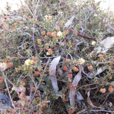 Acacia gunnii (Ploughshare Wattle) at The Pinnacle - 12 Sep 2022 by sangio7