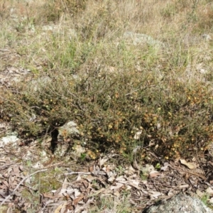 Acacia gunnii at Weetangera, ACT - 13 Sep 2022 09:44 AM