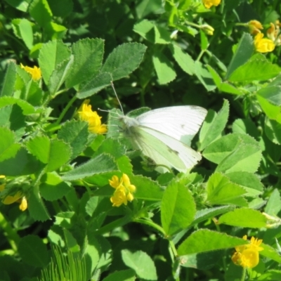 Pieris rapae (Cabbage White) at Underbool, VIC - 4 Sep 2022 by Christine