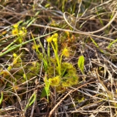 Drosera gunniana (Pale Sundew) at Jerrabomberra, ACT - 14 Sep 2022 by Mike