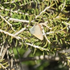 Nacaduba biocellata (Two-spotted Line-Blue) at Underbool, VIC - 4 Sep 2022 by Christine