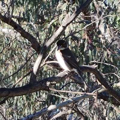 Cracticus torquatus (Grey Butcherbird) at Isaacs Ridge - 14 Sep 2022 by Mike