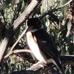 Cracticus torquatus at Jerrabomberra, ACT - 14 Sep 2022 03:57 PM