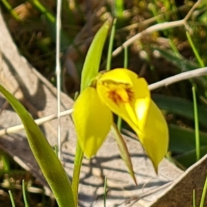 Diuris chryseopsis at Jerrabomberra, ACT - 14 Sep 2022