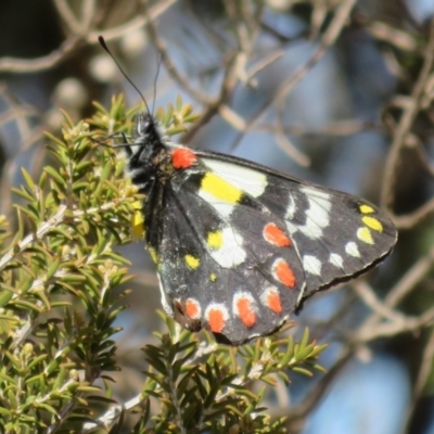 Delias aganippe (Spotted Jezebel) at Underbool, VIC - 4 Sep 2022 by Christine