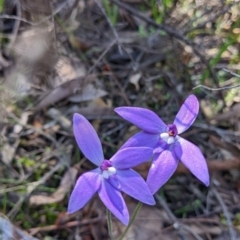 Glossodia major at Indigo Valley, VIC - suppressed