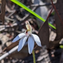 Caladenia fuscata (Dusky Fingers) at Indigo Valley, VIC - 13 Sep 2022 by Darcy