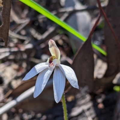 Caladenia fuscata (Dusky Fingers) at Indigo Valley, VIC - 14 Sep 2022 by Darcy