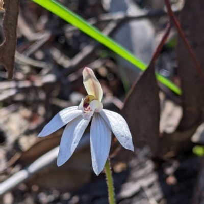 Caladenia fuscata (Dusky Fingers) at Indigo Valley, VIC - 13 Sep 2022 by Darcy