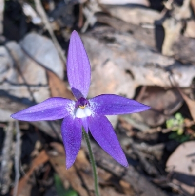 Glossodia major (Wax Lip Orchid) at Indigo Valley, VIC - 14 Sep 2022 by Darcy