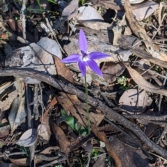 Glossodia major at Indigo Valley, VIC - suppressed