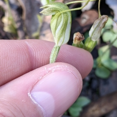 Diplodium nanum (ACT) = Pterostylis nana (NSW) (Dwarf Greenhood, Dwarf Snail Orchid) at Indigo Valley, VIC - 14 Sep 2022 by Darcy