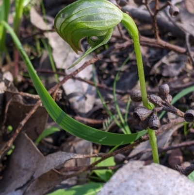 Pterostylis nutans (Nodding Greenhood) at Indigo Valley, VIC - 14 Sep 2022 by Darcy