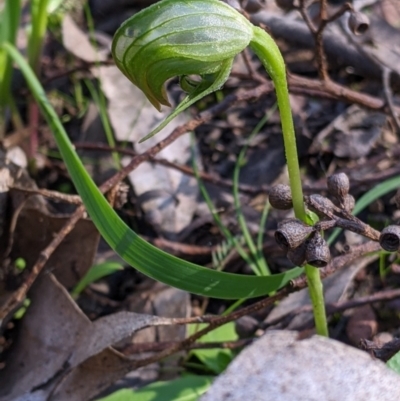 Pterostylis nutans (Nodding Greenhood) at Indigo Valley, VIC - 13 Sep 2022 by Darcy